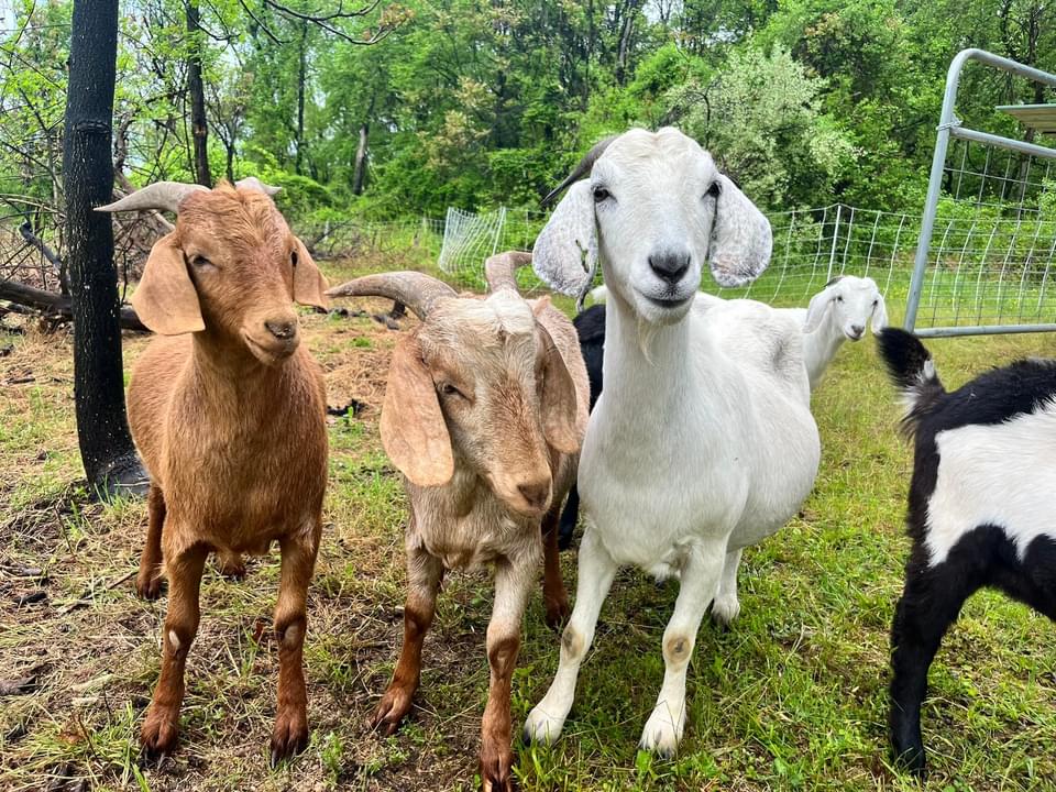 The Goats – Heritage Hooves Homestead LLC